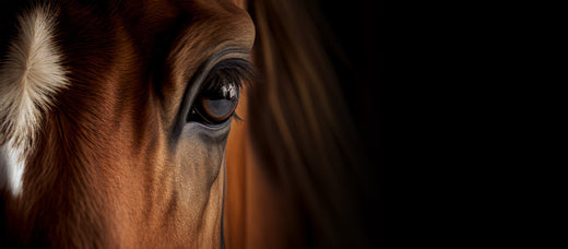 Looking into the eyes of a horse